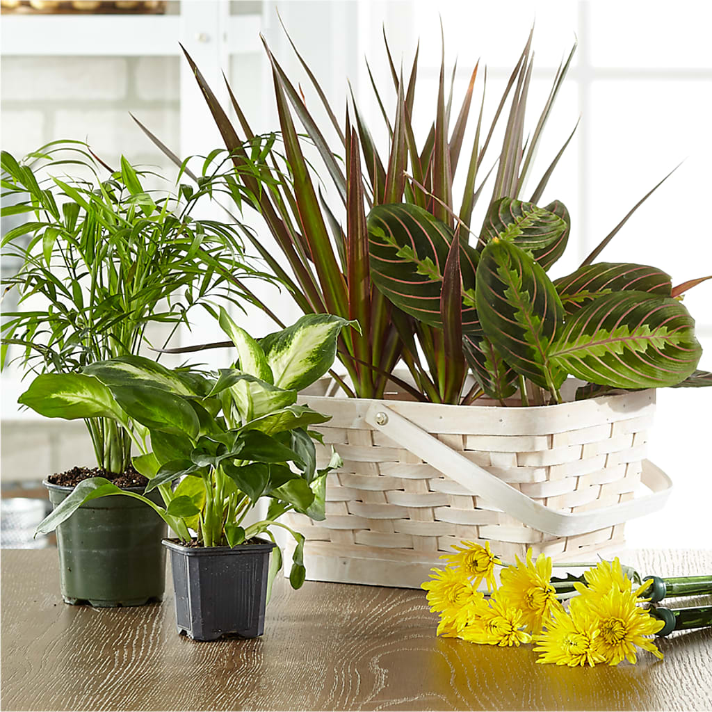 Florist Designed Blooming and Green Plants in a Basket – EAST MAIN GARDENS FLRST & GREENHSES INC, Niles MI