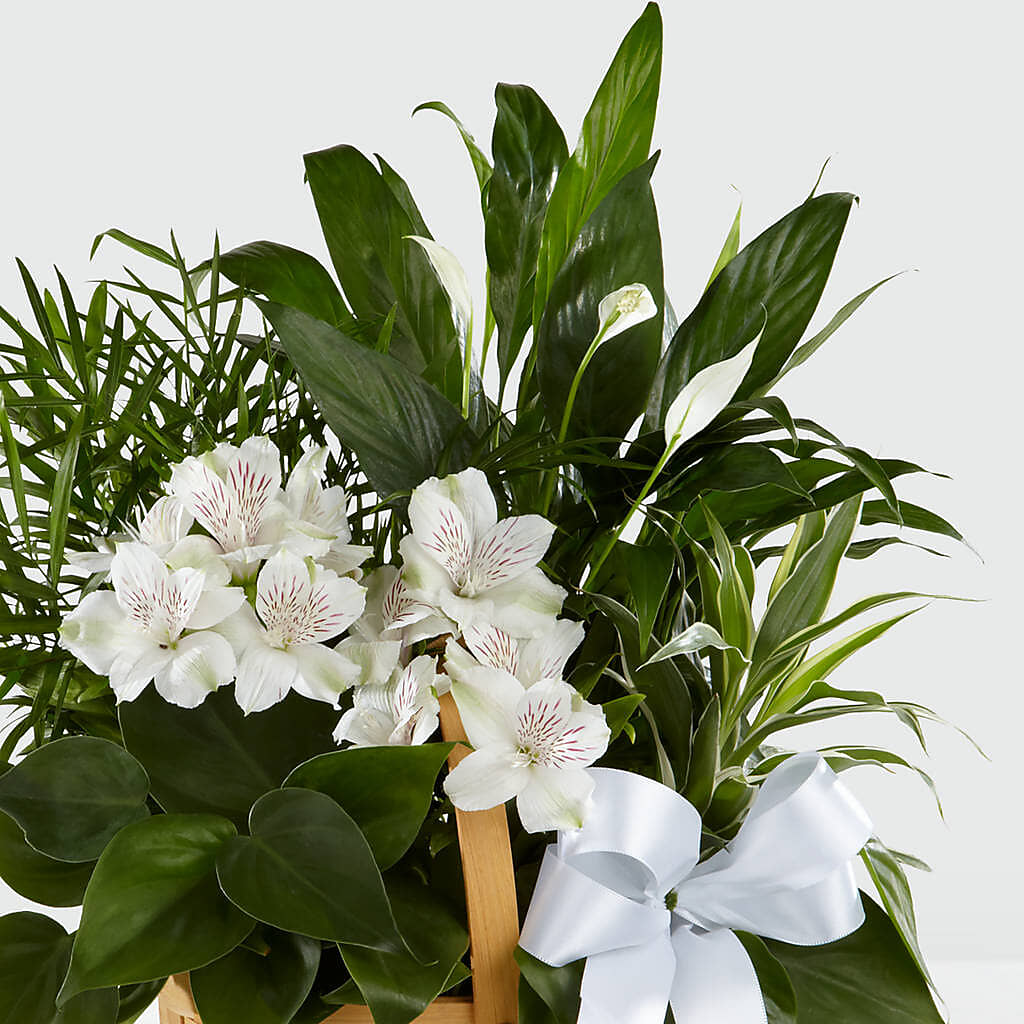 Peace & Serenity Dishgarden – EAST MAIN GARDENS FLRST & GREENHSES INC, Niles MI