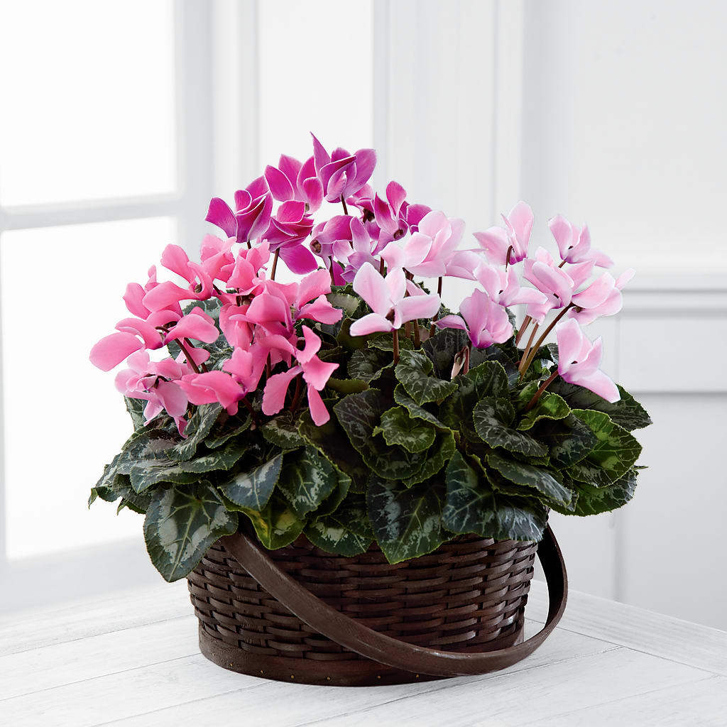 Mixed Cyclamen Planter – EAST MAIN GARDENS FLRST & GREENHSES INC, Niles MI