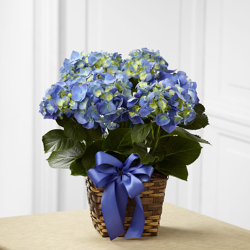 Blue Hydrangea Planter – EAST MAIN GARDENS FLRST & GREENHSES INC, Niles MI