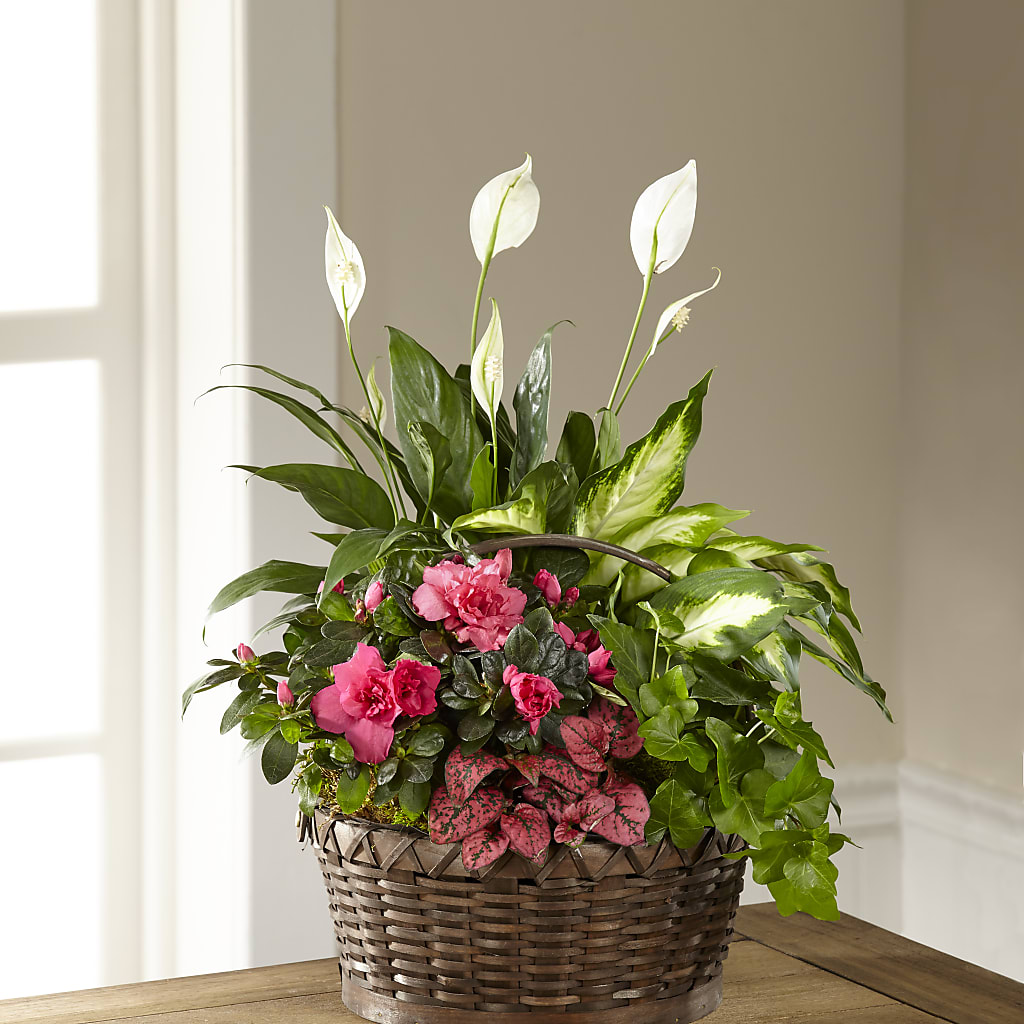 Dream in Pink Dishgarden – EAST MAIN GARDENS FLRST & GREENHSES INC, Niles MI