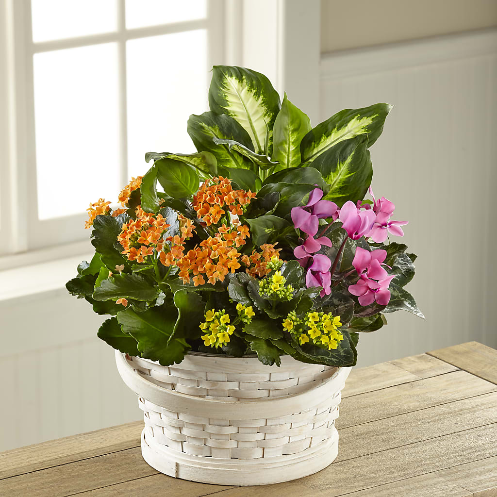 Color Crush Dishgarden – EAST MAIN GARDENS FLRST & GREENHSES INC, Niles MI