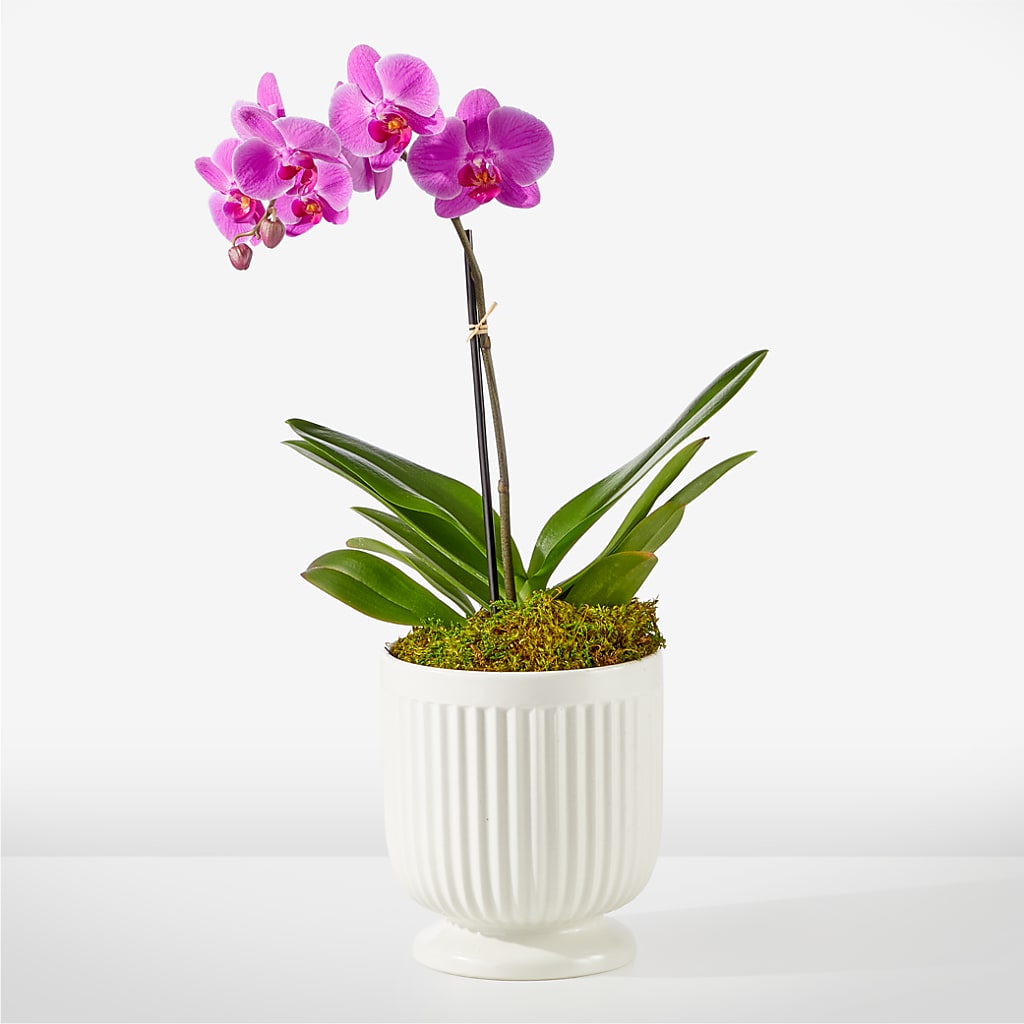 Friendly Fuchsia Orchid – EAST MAIN GARDENS FLRST & GREENHSES INC, Niles MI