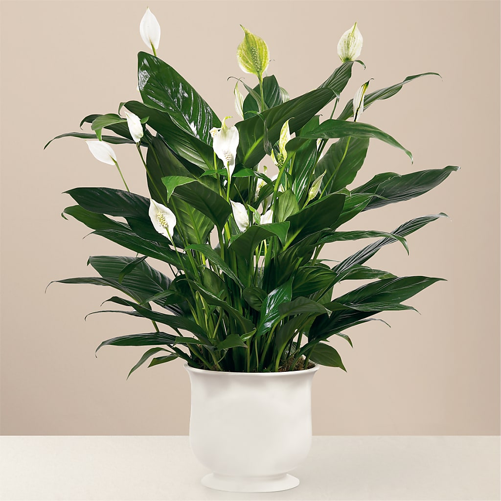Comfort Planter – EAST MAIN GARDENS FLRST & GREENHSES INC, Niles MI