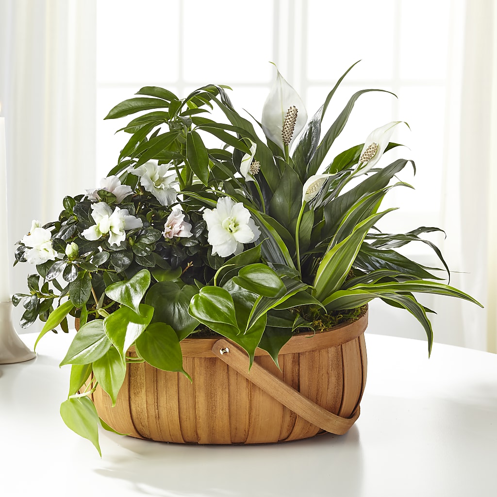 Serene Dishgarden – EAST MAIN GARDENS FLRST & GREENHSES INC, Niles MI