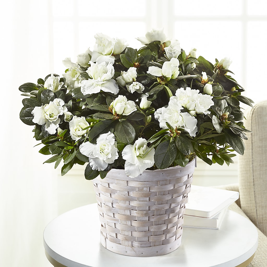 White Azalea Plant – EAST MAIN GARDENS FLRST & GREENHSES INC, Niles MI