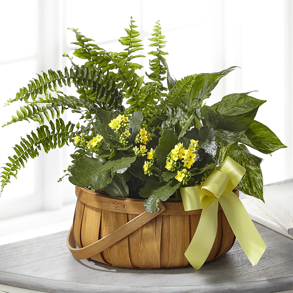 Always Dear Dishgarden – EAST MAIN GARDENS FLRST & GREENHSES INC, Niles MI