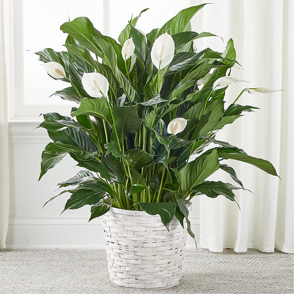 A New Leaf Peace Lily – EAST MAIN GARDENS FLRST & GREENHSES INC, Niles MI