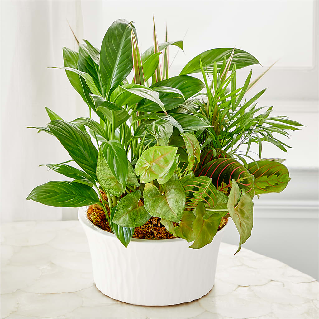 Balance & Harmony Dishgarden – EAST MAIN GARDENS FLRST & GREENHSES INC, Niles MI