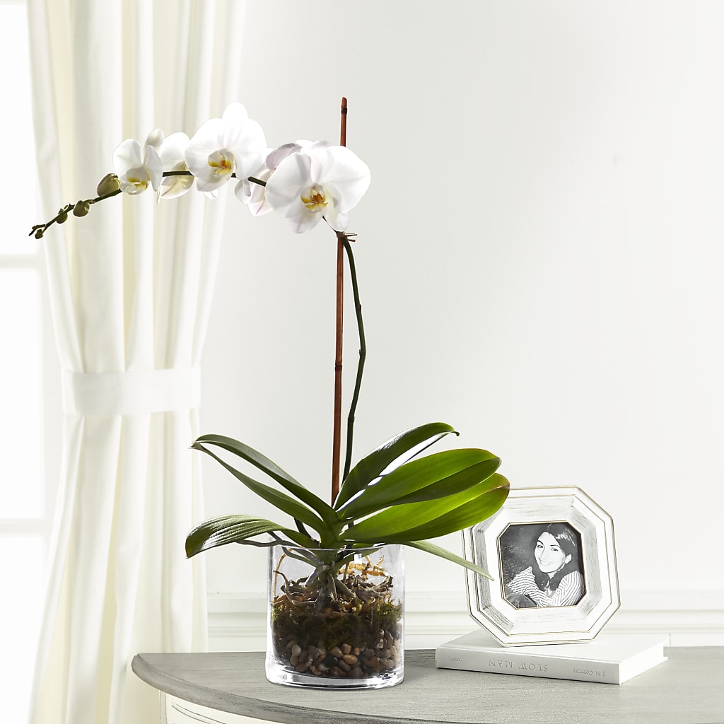 White Orchid Planter – EAST MAIN GARDENS FLRST & GREENHSES INC, Niles MI