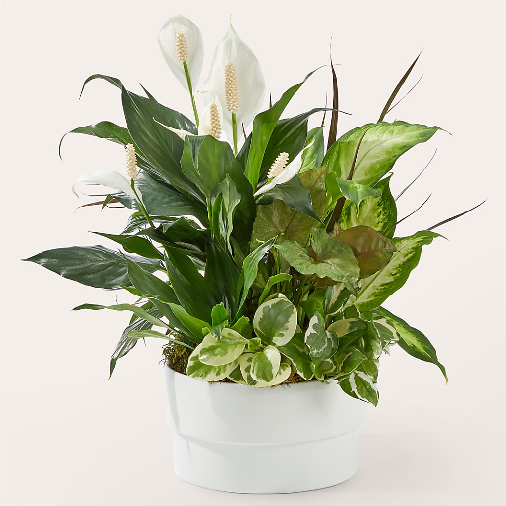 Radiating Positivity Dishgarden – EAST MAIN GARDENS FLRST & GREENHSES INC, Niles MI