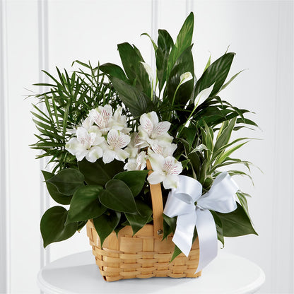 Peace & Serenity Dishgarden – EAST MAIN GARDENS FLRST & GREENHSES INC, Niles MI
