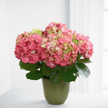 Pink Hydrangea Planter – EAST MAIN GARDENS FLRST & GREENHSES INC, Niles MI