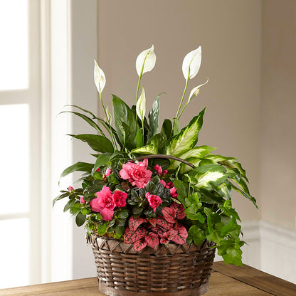 Dream in Pink Dishgarden – EAST MAIN GARDENS FLRST & GREENHSES INC, Niles MI