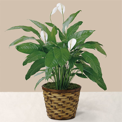 Tranquil Moments Peace Lily Plant – EAST MAIN GARDENS FLRST & GREENHSES INC, Niles MI