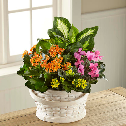 Color Crush Dishgarden – EAST MAIN GARDENS FLRST & GREENHSES INC, Niles MI