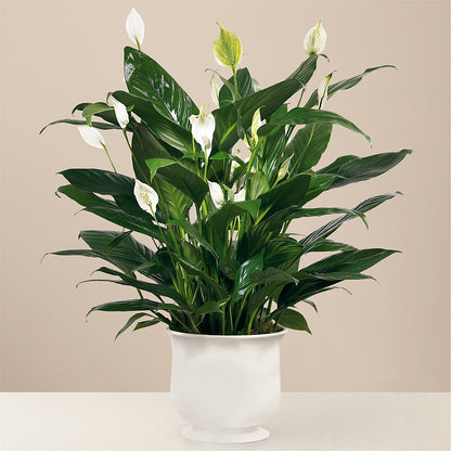 Comfort Planter – EAST MAIN GARDENS FLRST & GREENHSES INC, Niles MI