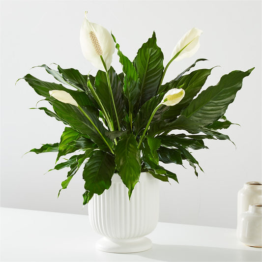 Comfort Planter – EAST MAIN GARDENS FLRST & GREENHSES INC, Niles MI