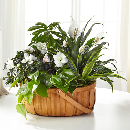 Serene Dishgarden – EAST MAIN GARDENS FLRST & GREENHSES INC, Niles MI