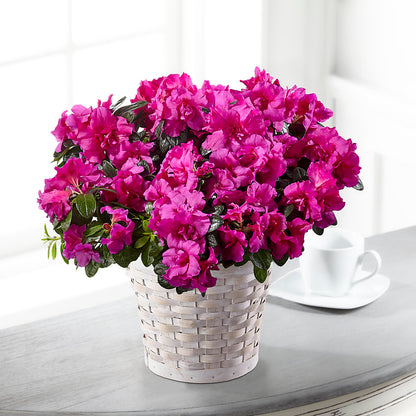 Hope & Serenity Azalea Plant – EAST MAIN GARDENS FLRST & GREENHSES INC, Niles MI
