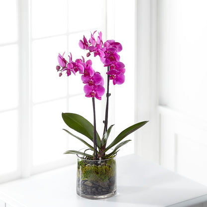 Pink Orchid Plant – EAST MAIN GARDENS FLRST & GREENHSES INC, Niles MI