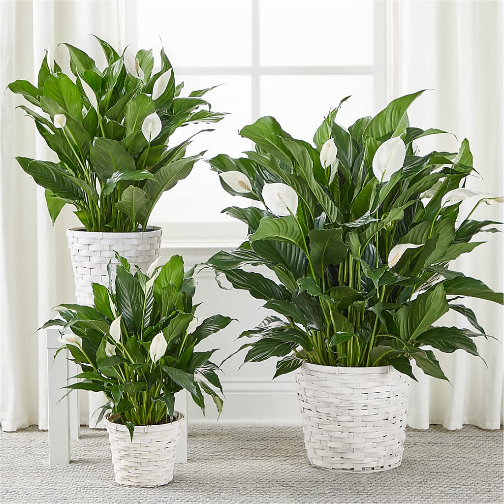 A New Leaf Peace Lily – EAST MAIN GARDENS FLRST & GREENHSES INC, Niles MI