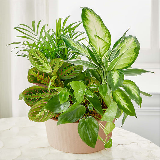 Balance & Harmony Dishgarden – EAST MAIN GARDENS FLRST & GREENHSES INC, Niles MI