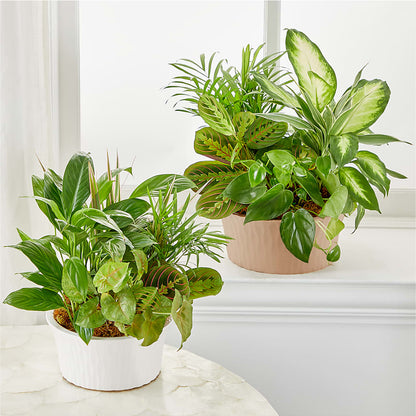Balance & Harmony Dishgarden – EAST MAIN GARDENS FLRST & GREENHSES INC, Niles MI