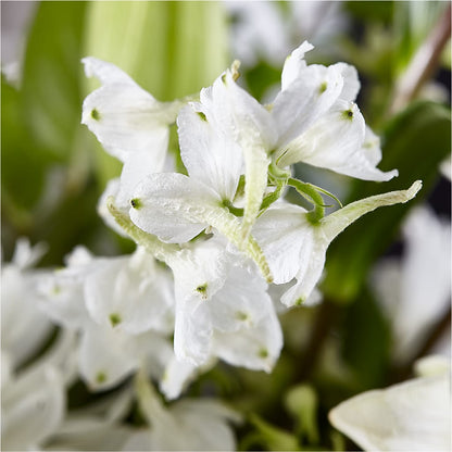 Classic Ivory – A Florist Original – EAST MAIN GARDENS FLRST & GREENHSES INC, Niles MI
